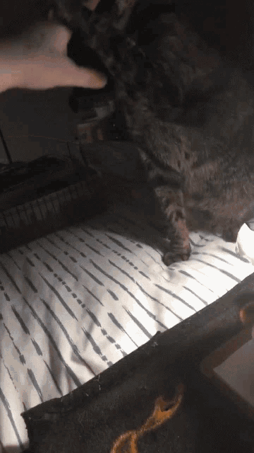 a cat laying on a bed with a striped blanket