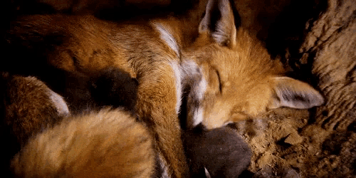 a close up of a fox sleeping in a hole