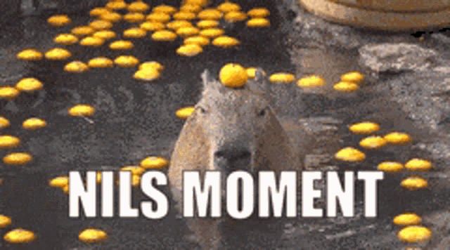 Nils Moment Capybara GIF - Nils Moment Capybara GIFs