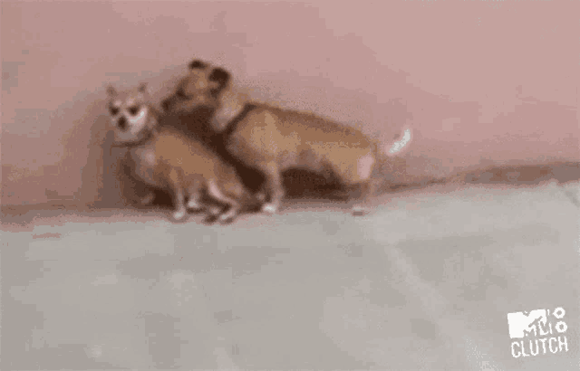 two small dogs are standing next to each other on a floor .