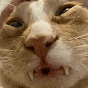 a close up of a cat 's face with its mouth open and its teeth showing .
