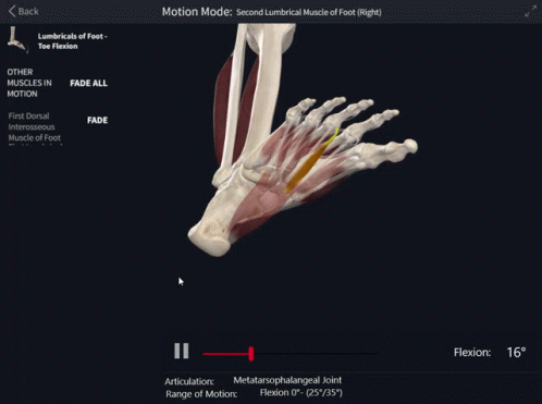 Second Lumbrical Of Foot Flexion GIF - Second Lumbrical Of Foot Flexion Toe Flexion GIFs