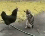 Cat Chicken GIF - Cat Chicken Fighting GIFs