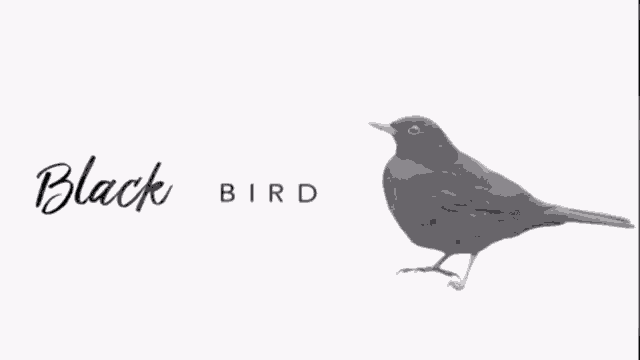 a white background with the word black written in black letters