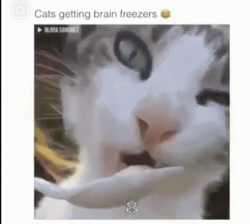 Cat Brain GIF - Cat Brain Freeze GIFs