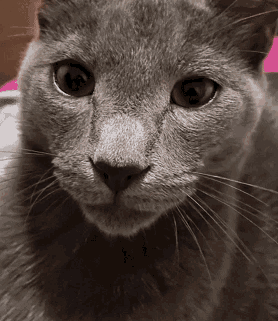 a close up of a gray cat 's face with a pink background