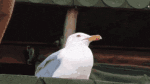 a white seagull with a yellow beak is sitting on a green ledge