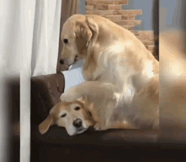 Dogs Dog Massage GIF - Dogs Dog Massage Cuddle GIFs