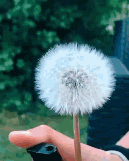 a person holding a dandelion in their hand with a green background