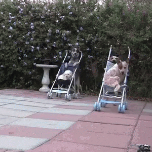 Dogs In Strollers GIF - Stroller Dogs GIFs