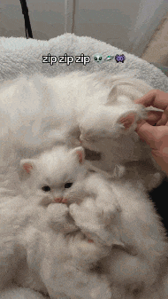 a couple of white cats laying on top of each other with a caption saying zip zip zip