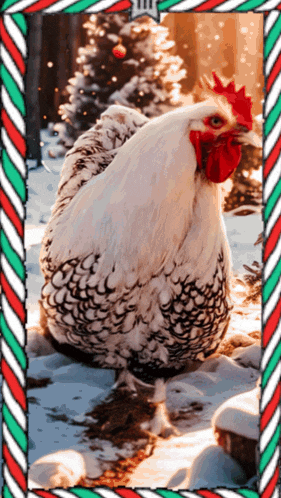 a white rooster with a red crest is standing in the snow in front of a christmas tree