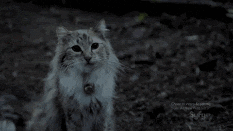 a cat with a bell around its neck is standing in the woods looking at the camera .