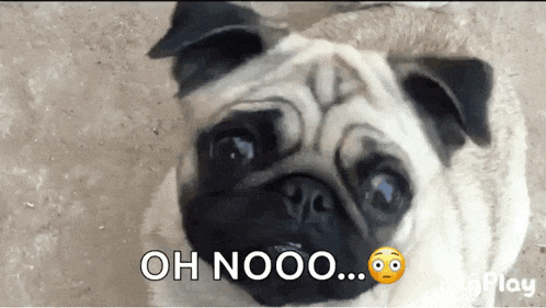 a pug dog is looking at the camera with the words oh nooo below it