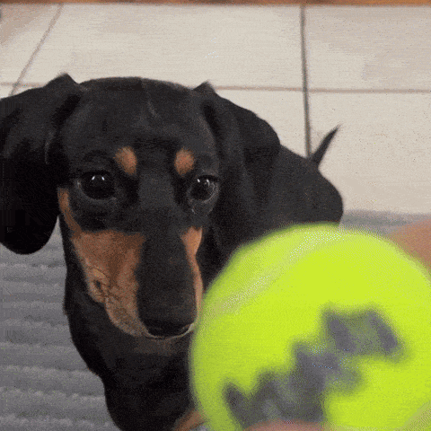 a black and tan dachshund playing with a yellow tennis ball that says ' mikasa ' on it