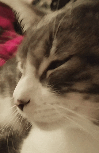 a close up of a cat 's face with a pink background
