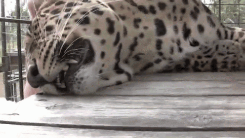 Yeah! That'S The Spot! GIF - Jaguar Animals Pet GIFs