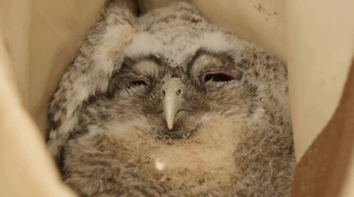 Blinking Tawny Owl GIF - Blinking Tawny Owl Robert E Fuller GIFs