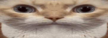 Gato GIF - Gato GIFs