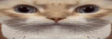 a close up of a cat 's face with big blue eyes .
