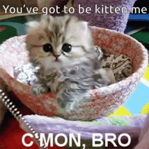 Youve Got To Be Kitten Me Cmon Bro GIF - Youve Got To Be Kitten Me Cmon Bro Cute Cat GIFs