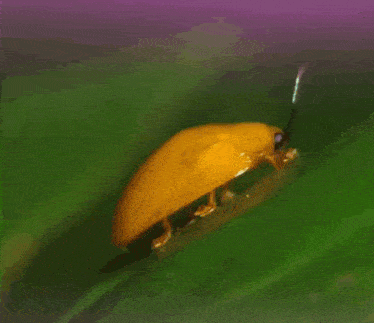 a butterfly is sitting on a green leaf with a purple background
