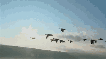 a flock of birds are flying in formation in the sky