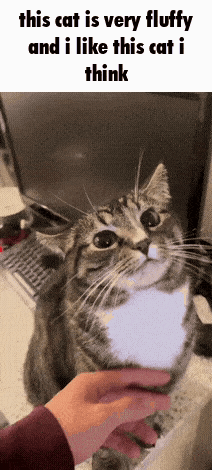 Cat Please Do Not The Cat GIF - Cat Please Do Not The Cat GIFs