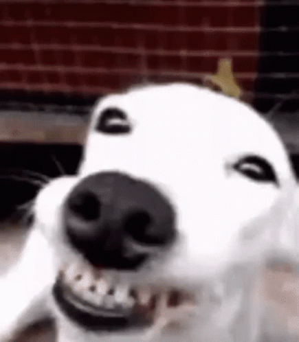 Hathesooyoung Dog Smiling GIF - Hathesooyoung Dog Smiling Dog GIFs