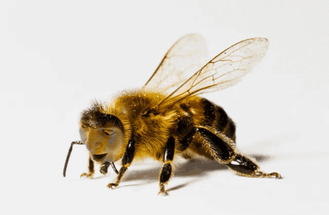 a close up of a bee with a face on its face