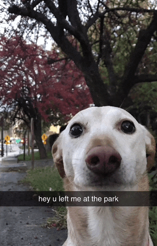 a picture of a dog with a caption that says " hey u left me at the park "