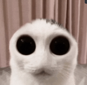 a close up of a white cat 's face with large black eyes