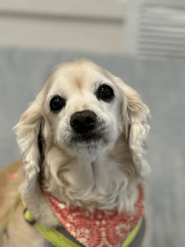 a cocker spaniel wearing a red and white bandana looks at the camera