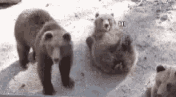 a group of bears are standing next to each other on a snowy surface .