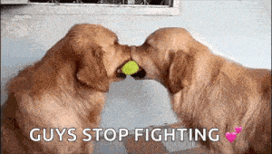 two dogs are kissing each other with a tennis ball .