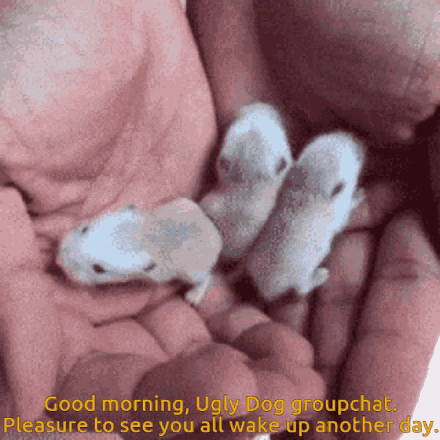 Ugly Dog Gc Mice GIF - Ugly Dog Gc Mice Good Morning GIFs