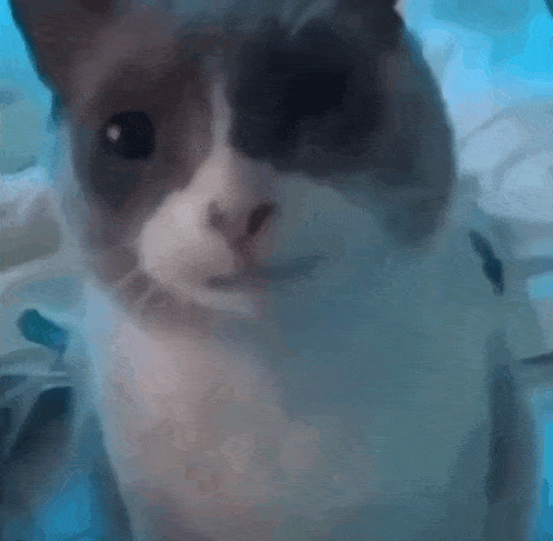 a close up of a gray and white cat looking at the camera .