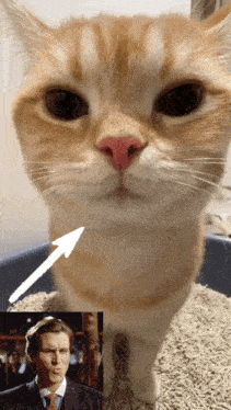 a close up of a cat 's face next to a picture of batman