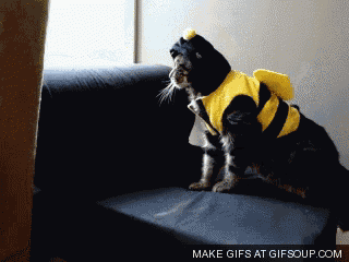 a cat dressed as a bee is sitting on a couch