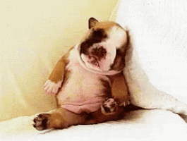 a brown and white dog is laying on a white blanket on a couch .