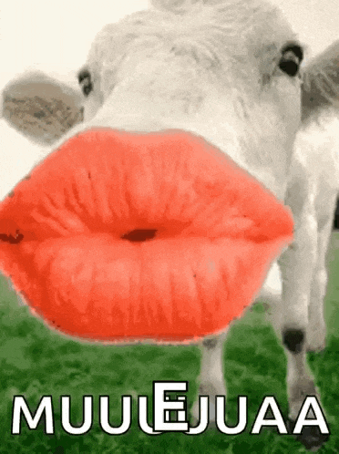 a cow with red lips is blowing a kiss and the words muulejuaa are below it .