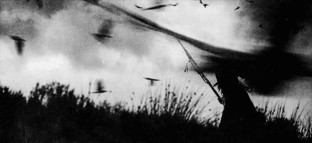a black and white photo of a flock of birds flying in the sky