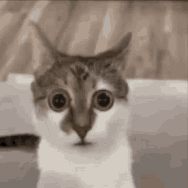 Cat Woah GIF - Cat Woah Shock GIFs
