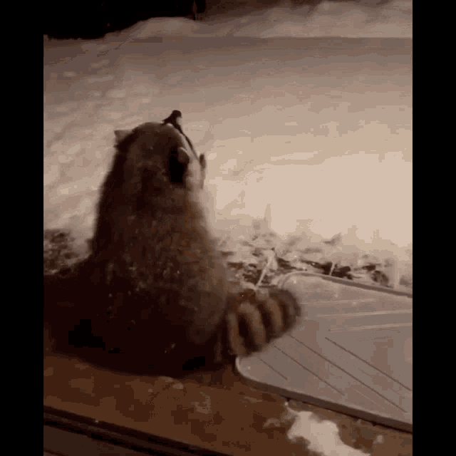 Raccoon Gioia GIF - Raccoon Gioia Mai Una Gioia GIFs