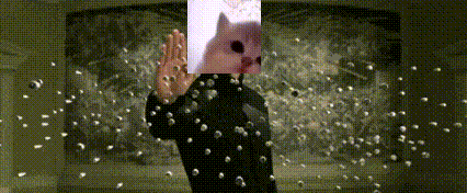 a person with a picture of a cat in front of their face