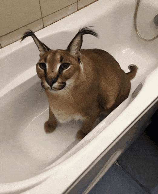 a cat is sitting in a bathtub with a ponytail on its ears