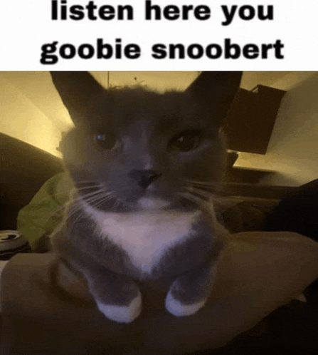 a gray and white cat is sitting on a couch with the caption listen here you goobie snoopert