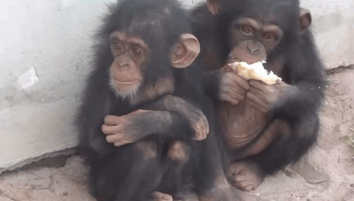 Monkey Eating GIF - Monkey Eating GIFs