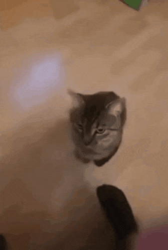 Cat Violently GIF - Cat Violently Hits GIFs
