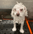 a white dog is standing on a black mat on a table .